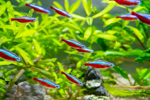 Häufige Anfängerfehler in der Aquaristik