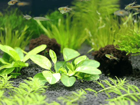 Do Aquarium Plants Need Soil?