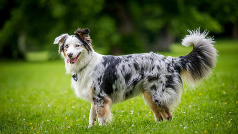 Australian Shepherd