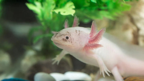 Die richtige Pflege von Axolotls leicht gemacht