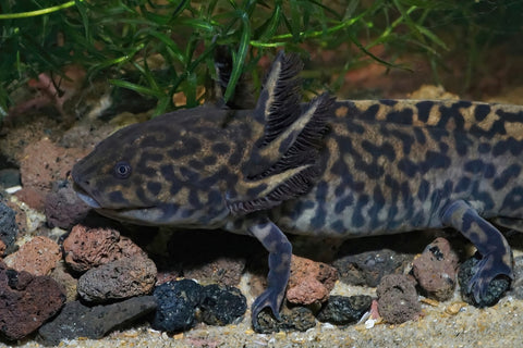 Die besten Futteroptionen für Axolotls