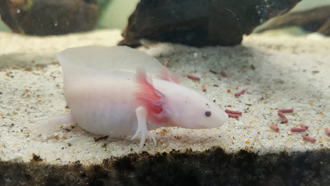 Die perfekte Ernährung für Axolotl: Alles, was Sie wissen müssen