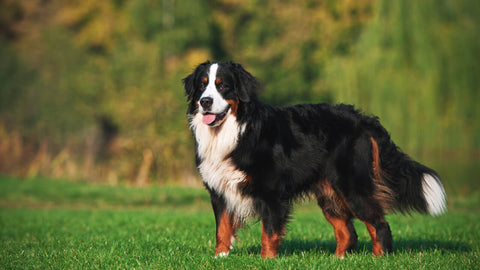 Berner Sennenhund