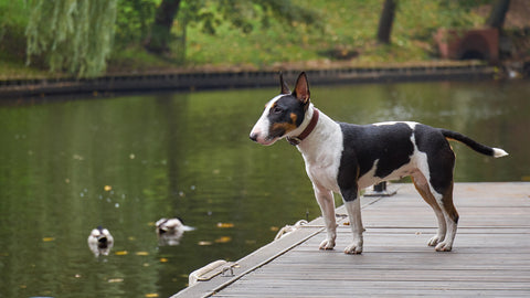 Bullterrier