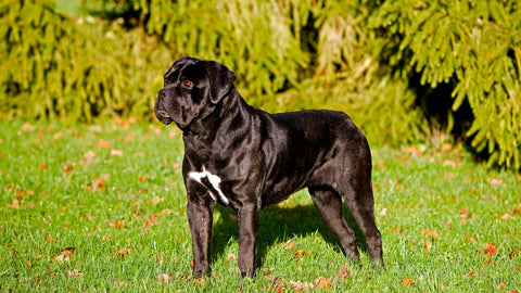 Cane Corso