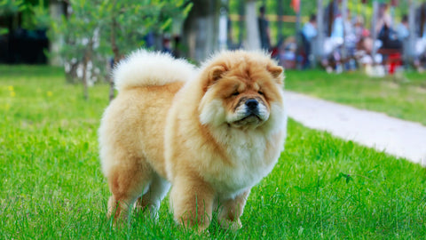 Chow Chow