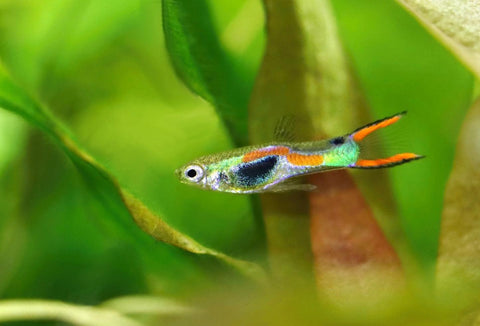 Endlers Guppy