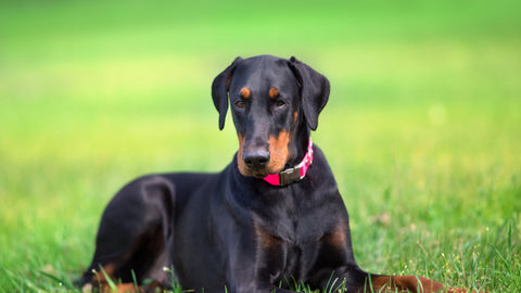 Dobermann