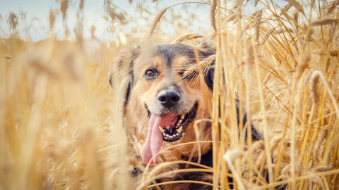 Ist Getreide im Hundefutter schädlich?