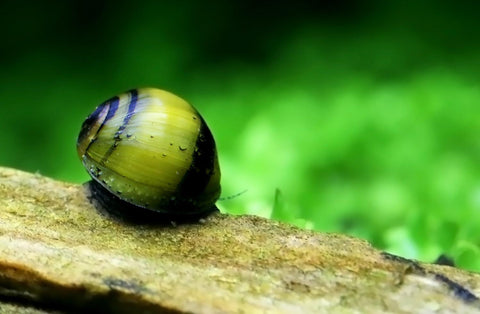 Schnecken im Aquarium