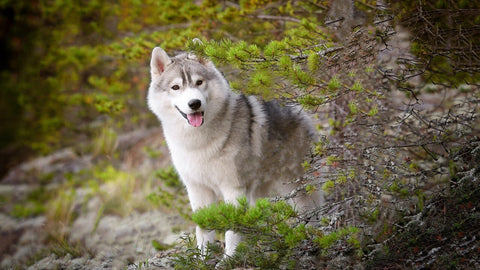 Husky