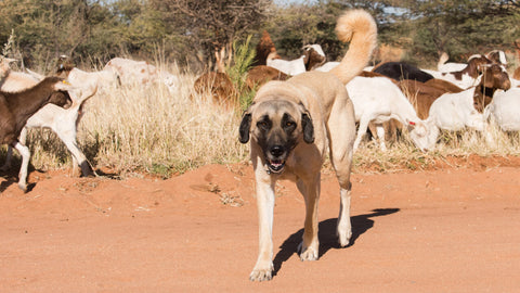 Kangal