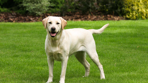 Labrador