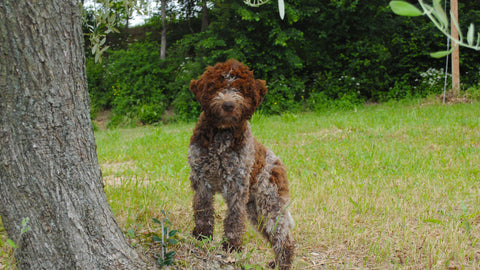 Lagotto Romagnolo