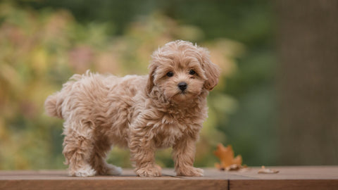 Maltipoo