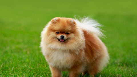 Pomeranian