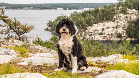 Portugiesischer Wasserhund