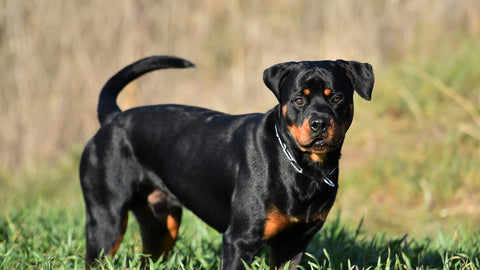 Rottweiler