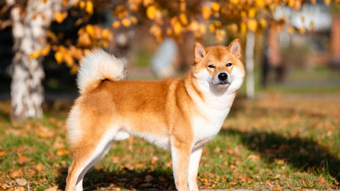 Shiba Inu