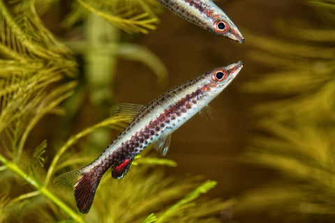 Spitzmaulziersalmler - Nannostomus eques