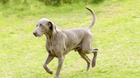 Weimaraner