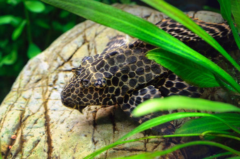 Futter für Welse im Aquarium