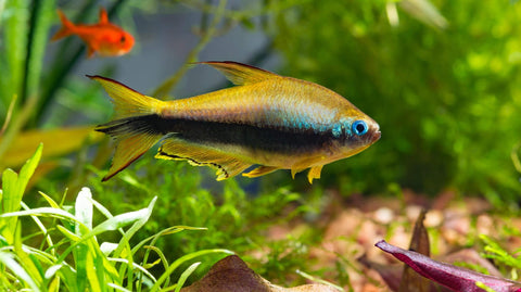 Aquarium Aussenfilter als Aquariumfilter für Aquarien