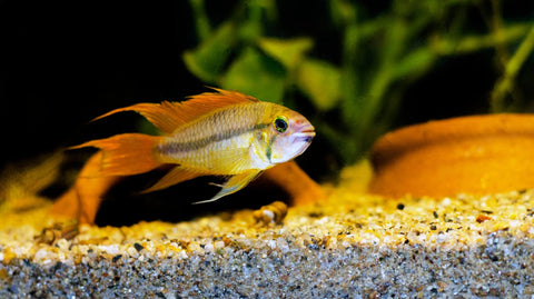 Aquarium Ton Dekoration zur Einrichtung & Dekoration von Aquarien