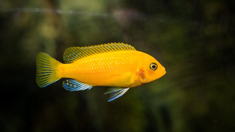 Sandwüstensteine zur Einrichtung & Dekoration von Aquarien