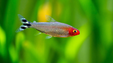 Tropical Corydoras – AQUATANA