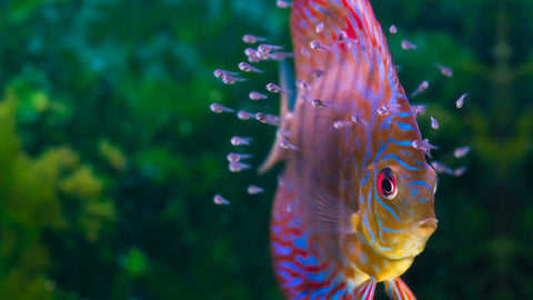 Aufzuchtfutter - Fischfutter zur Aufzucht von Fischbrut im Aquarium