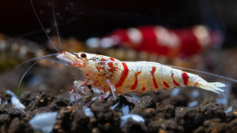 Ergänzungsfutter zum Garnelenfutter für Garnelen / Zwerggarnelen im Aquarium