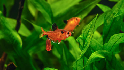 Tropical Corydoras – AQUATANA