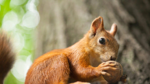 Futter- und Wasserstellen für Wildtiere im Garten