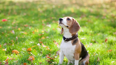 Hunde Ergänzungsnahrung