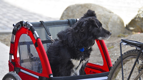 Hunde Fahrrad Zubehör