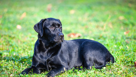 Hunde Flexi-Leine