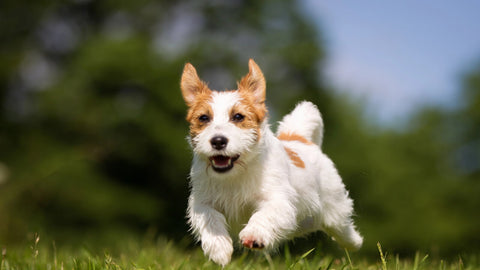 Hunde Futterautomaten