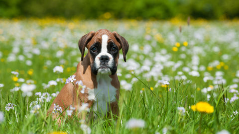 Hunde Schleppleine