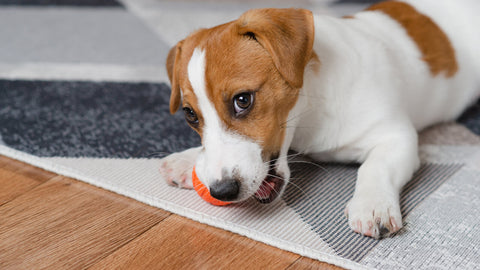 Hunde Spielzeug & Training