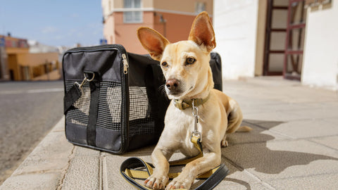 Hunde Taschen