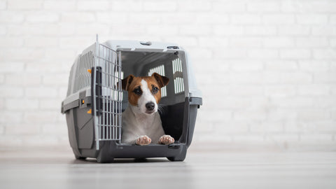 Hunde Transportboxen