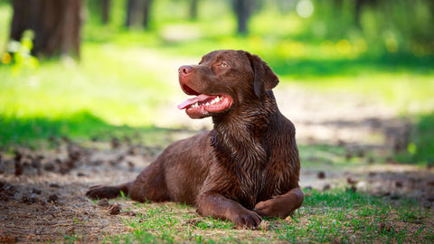 Hunde Ungeziefer & Zeckenschutz