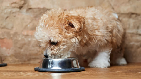 Hunde Wasser- & Futternapf