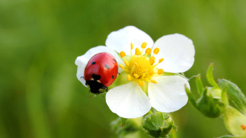 Insektenhotels