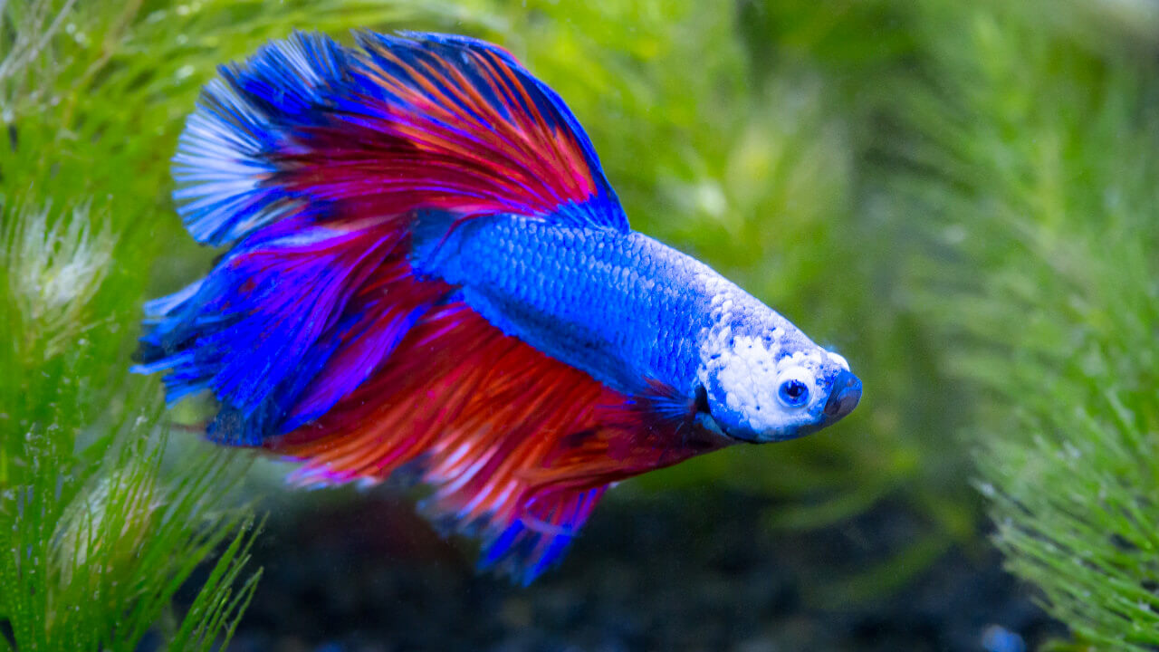 Dr bassleer betta best sale