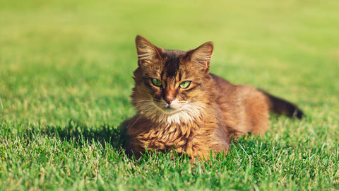 Katzen Ungeziefer und Zeckenschutz