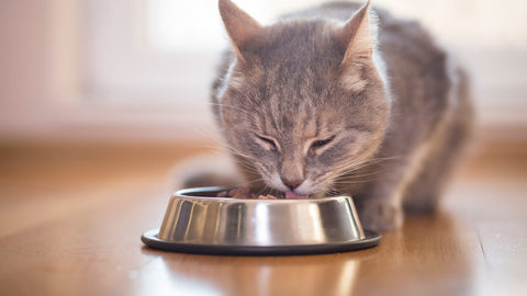 Katzen Wasser- und Futternapf