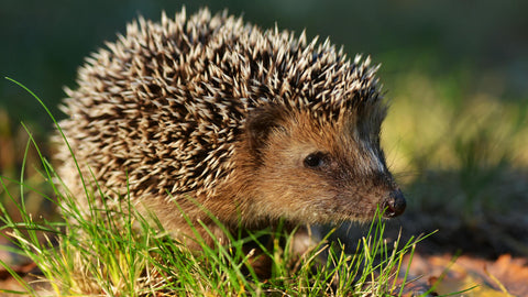 Nistkästen & Wildtierbehausungen