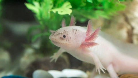 Axolotl Futter